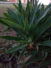 Tradescantia spathacea