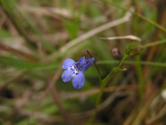 Lobelia flaccida flaccida