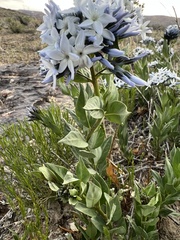 Amsonia jonesii