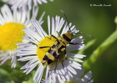 Chlorophorus varius
