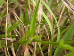 Lobelia flaccida flaccida