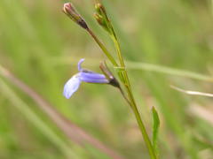 Lobelia flaccida flaccida