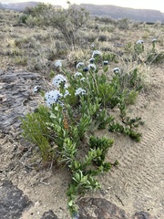 Amsonia jonesii