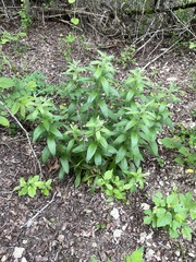 Lithospermum bejariense