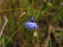 Lobelia flaccida flaccida