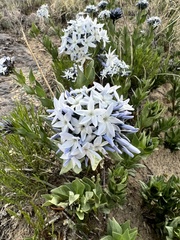 Amsonia jonesii