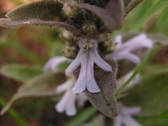 Ajuga ophrydis