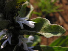 Ajuga ophrydis