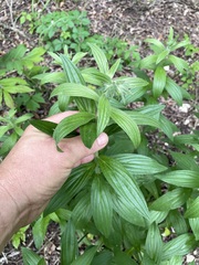 Lithospermum bejariense
