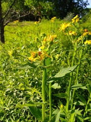 Verbesina helianthoides