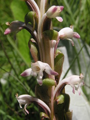 Satyrium longicauda longicauda
