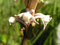 Satyrium longicauda longicauda