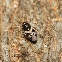 Corticoris signatus