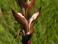 Satyrium longicauda longicauda