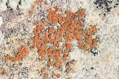 Rufoplaca arenaria