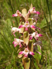 Satyrium longicauda longicauda