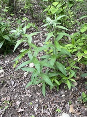 Lithospermum bejariense