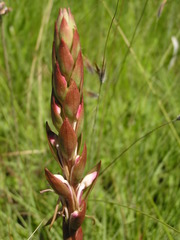 Satyrium longicauda longicauda