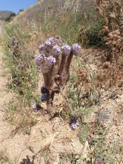 Phacelia hubbyi