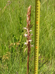 Satyrium longicauda longicauda