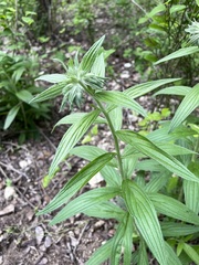 Lithospermum bejariense