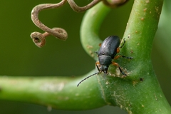 Nodocolaspis tarsata