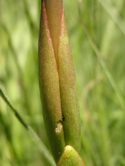 Satyrium longicauda longicauda