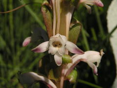 Satyrium longicauda longicauda
