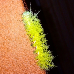 Automeris