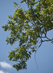 Corymbia confertiflora
