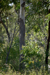 Corymbia confertiflora