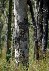 Corymbia confertiflora