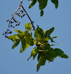 Corymbia confertiflora