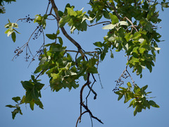 Corymbia confertiflora