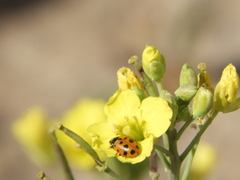 Hippodamia variegata