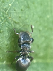 Cephalotes pusillus