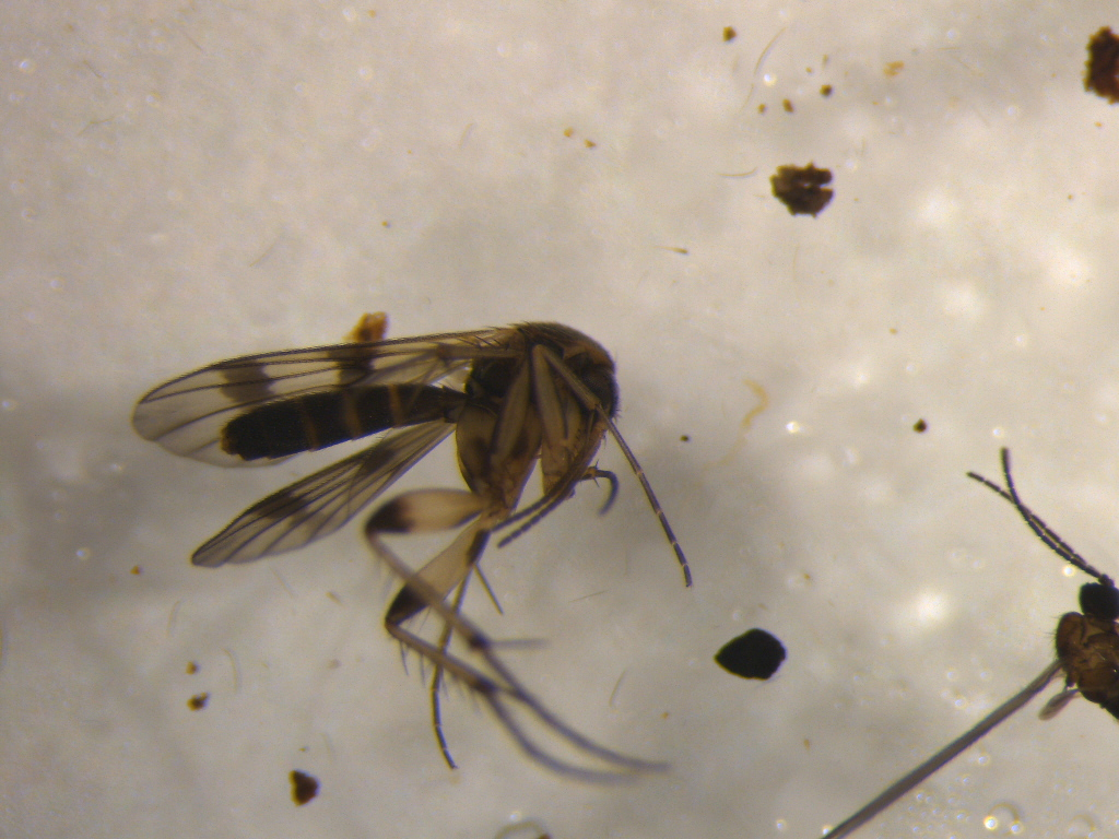 Mycetophila marshalli