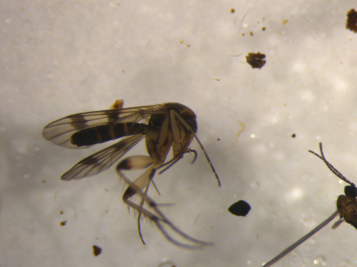 Mycetophila marshalli
