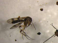 Mycetophila marshalli