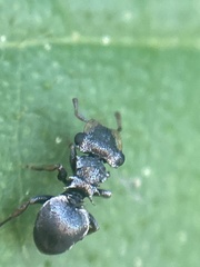 Cephalotes pusillus