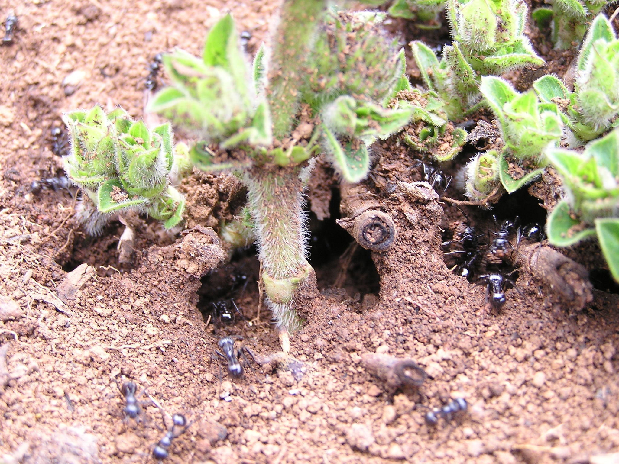Myrmicaria faurei