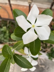 Catharanthus