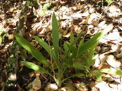Catasetinae