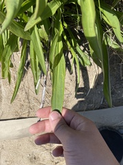 Solidago sempervirens