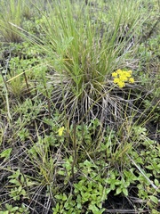Lomatium bradshawii