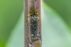 Aulacizes conspersa