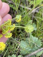 Lomatium bradshawii