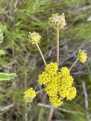 Lomatium bradshawii