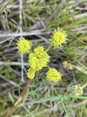 Lomatium bradshawii