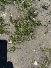 Ulva